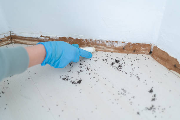 Trusted Montrose, NY Pest Control Experts